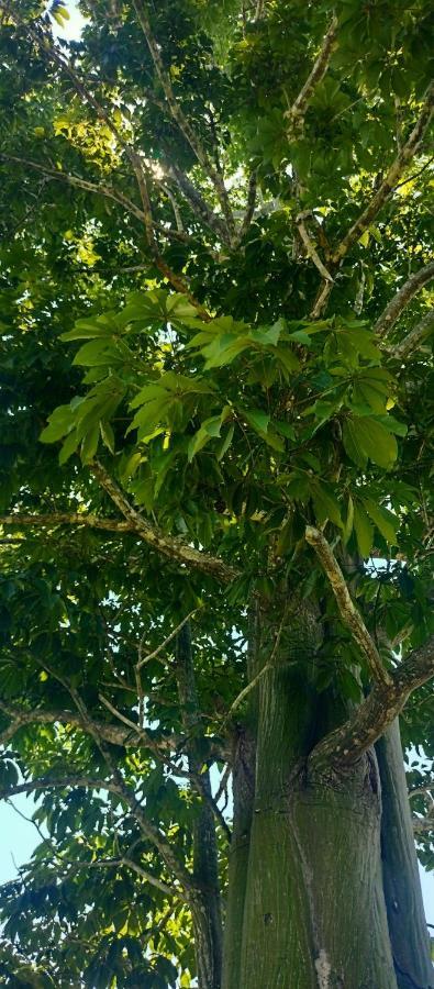 Casa Kukama Lodge إكيتوس المظهر الخارجي الصورة